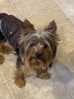 Amanda T - Yorkshire Terrier Stud