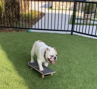 Brian Hopkins - Bulldog Stud - English Bulldog Stud