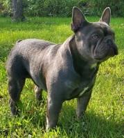 The Kelley's - French Bulldog Stud