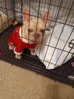 Zaneta Crayton - French Bulldog Stud