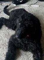 Angelo - Labradoodle Breeder Labradoodle breeder