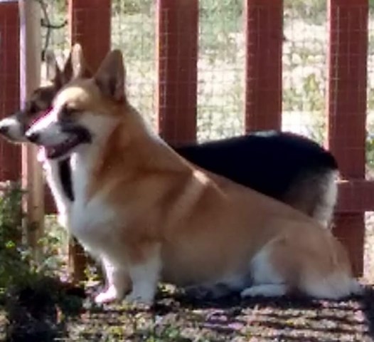 Bison Ridge Corgis