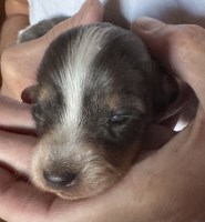 Renee - Dachshund Breeder Dachshund breeder