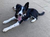 Caitlin Lester - Border Collie Stud
