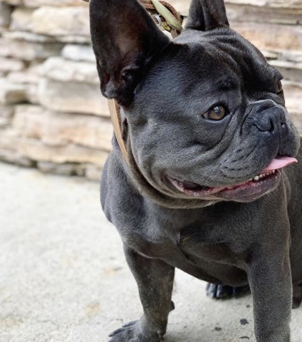 Pardon My French, French Bulldog Stud in Cypress, Texas