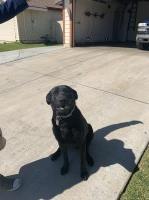 Miguel - Labrador Retriever Stud