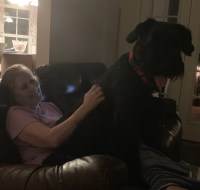 Brandy Thompson - Giant Schnauzer Stud