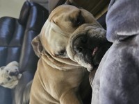 Angelina - English Bulldog Stud