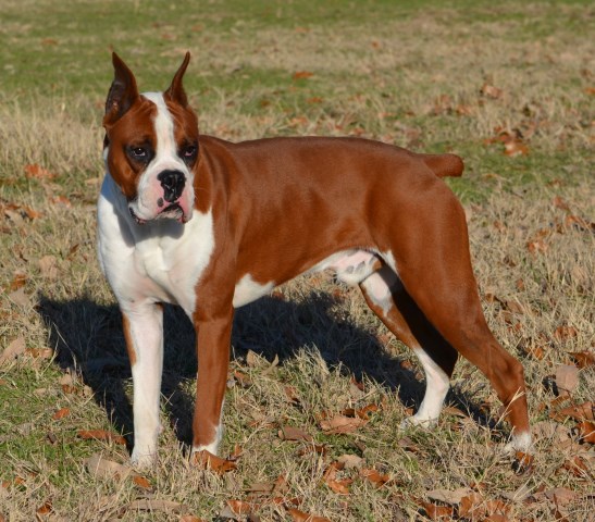 Spring Creek Run Farm TX, Boxer Stud in Whitehouse, Texas