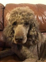 Rob - Poodle Standard Stud