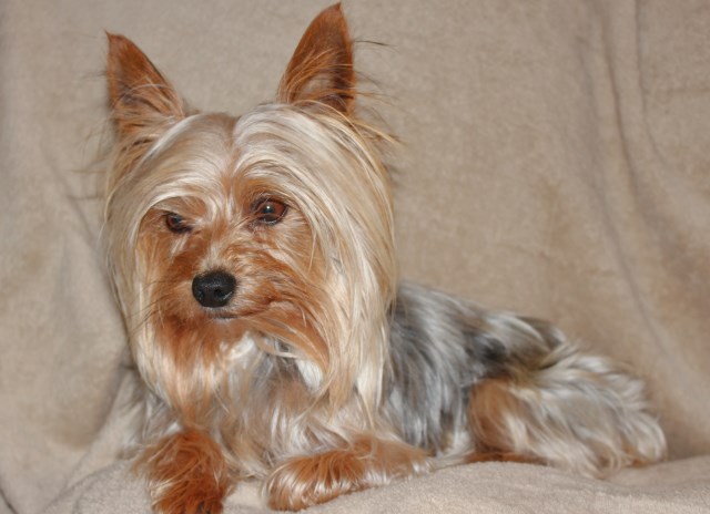 Yorkshire Terrier Stud 27717