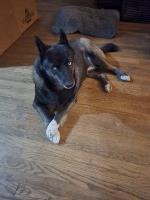 Homer Disher - Siberian Husky Stud