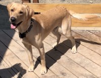 Lab Dogs R Us Labrador Retriever breeder