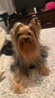 Flor ori - Yorkshire Terrier Stud