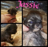 Cutie Pie Shihtzu Shih Tzu breeder
