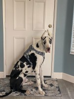 Roger Torres - Great Dane Stud