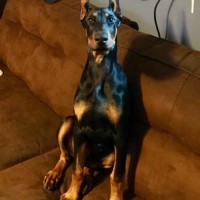 BammBamm - Doberman Pinscher Stud