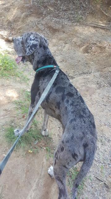 Great Dane Stud 26245