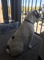 Juan Gonzalez - English Bulldog Stud