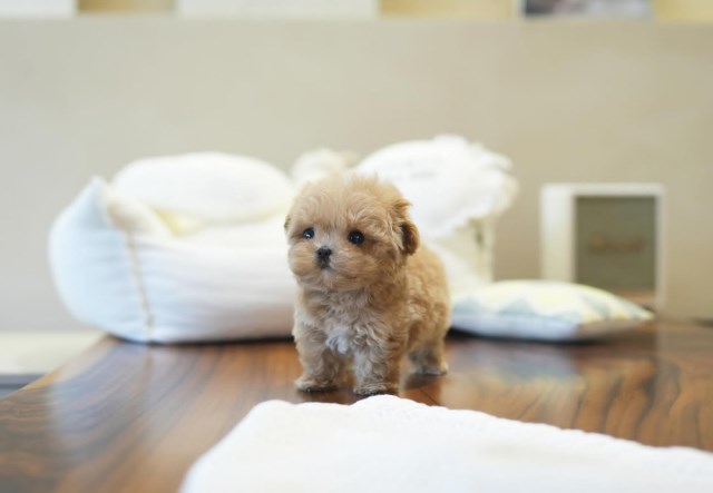 Poodle Miniature Stud 31840