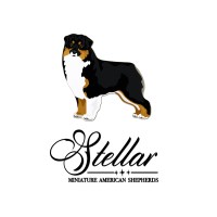 Stellar MAS Miniature Australian Shepherd breeder