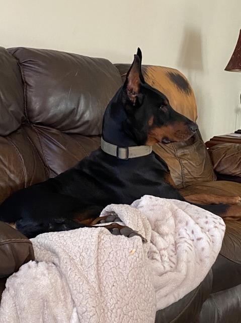 Chappell's Unique Dobermans