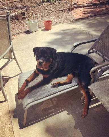 Rottweiler Stud 31239