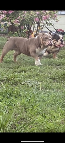 English Bulldog Stud 28086