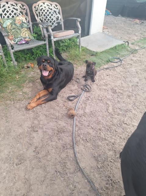 PUP PARADISE LLC