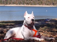 Dogo Argentino thumbnail