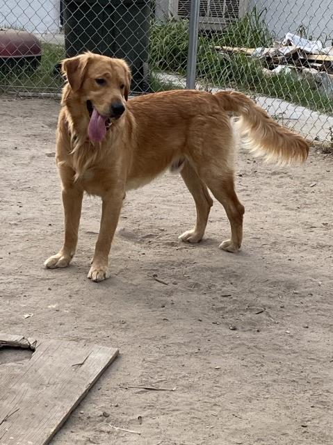 Golden Retriever Stud 27383