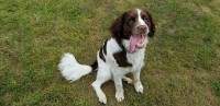 Kimberly Drapeau - English Springer Spaniel Stud