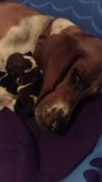 Megkennels Basset Hound breeder
