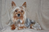 Robin - Yorkshire Terrier Stud