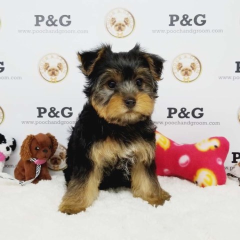 Yorkshire Terrier Stud 26162