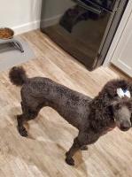 Desert Diamond Poodles Poodle Standard breeder