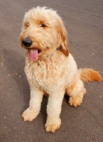 Marc Goldstein - Goldendoodle Stud