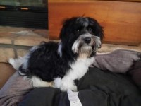 Havanese thumbnail