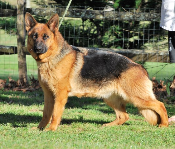 German Shepherd Dog Breeder 20871
