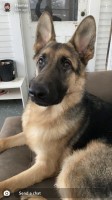 Alexis Reed - German Shepherd Dog Stud