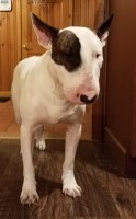 Danielle - Bull Terrier Stud