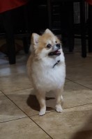 Valerie Leon - Pomeranian Stud