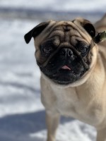 Molly Thurston - Pug Stud