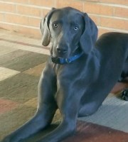 Wagging Weims Weimaraner breeder