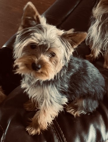 Yorkshire Terrier Stud 28421