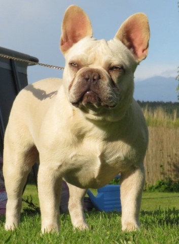 French Bulldog Stud 29917