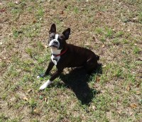Randi Ferina - Boston Terrier Stud