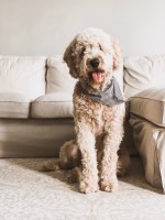 Tiffany - Goldendoodle Breeder Goldendoodle breeder