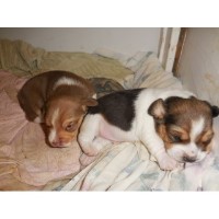 Legal Beagles Kennels Beagle breeder