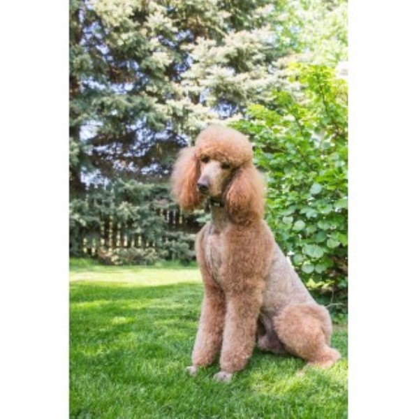 Sunset Maple Standard Poodles